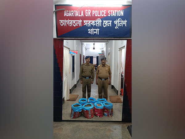 Seized ganja at Agartala Police Station (Photo: Agartala Police)
