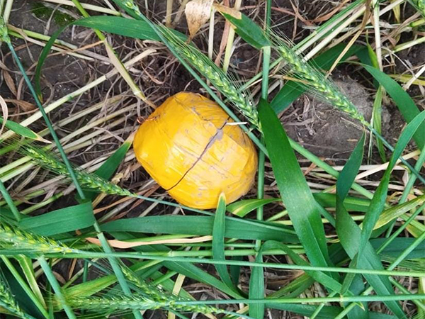 BSF, Punjab Police seize 549 gm of heroin near Tarn Taran border. (Photo/BSF)