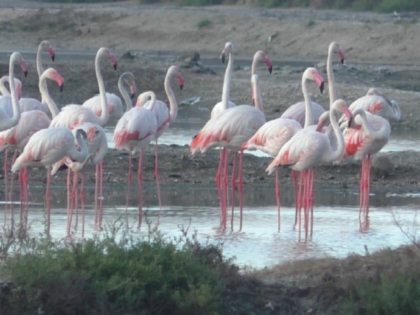  Large flock of flamingos (Photo/ANI)
