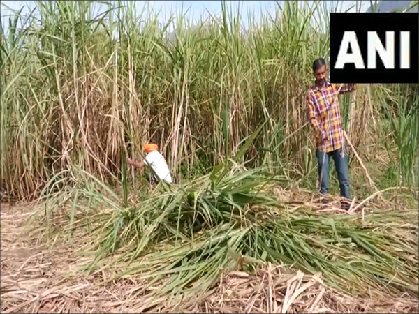 MOFPI-PMFME has significantly improved sugarcane processing capabilities  (Photo/ANI)