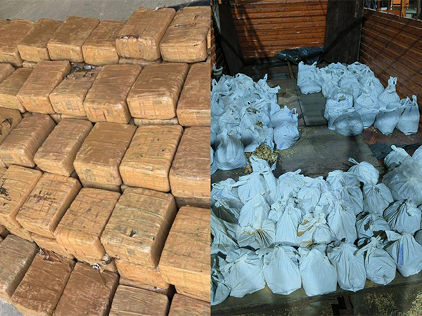 Ganja (L) and Poppy Straw (R) (Photo / CBN Neemuch) 