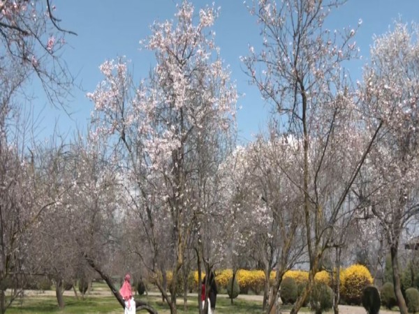  Almond blossoms  in Srinagar’s Badamwari Garden (Photo/ANI)