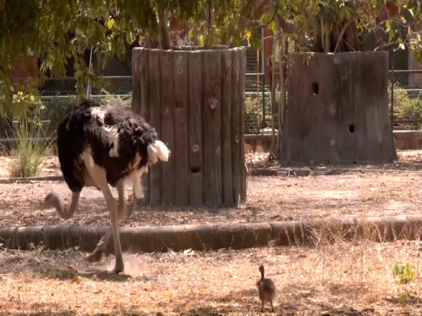 Female ostrich Avantika's chick (Photo/ANI)