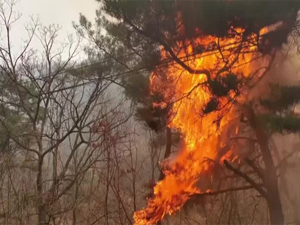 Wildfire in South Korea (Photo/Reuters) 