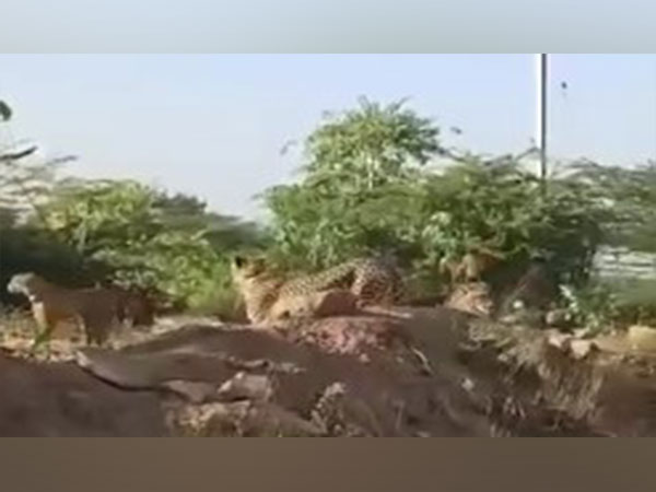 Cheetahs roaming outside Kuno Park (snapped from the viral video)