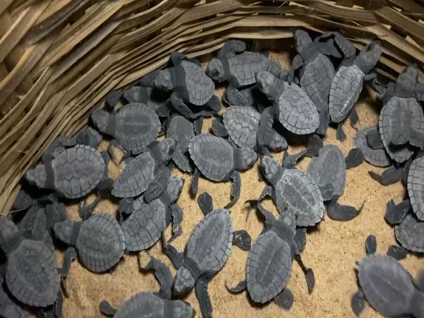 Turtles in Thoothukudi (Photo/ANI)