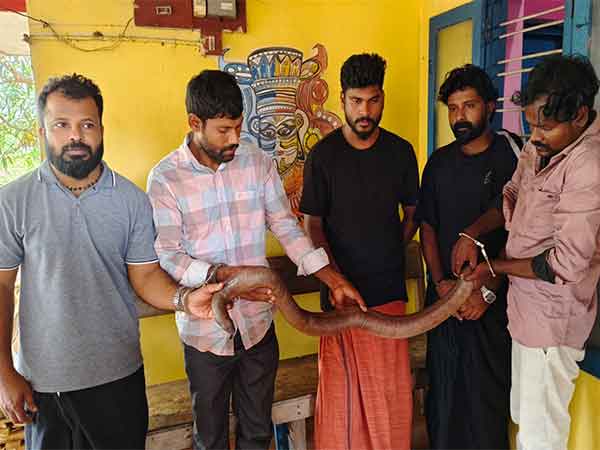 Five held for illegal possession of two-toed sand boa in Kannur. (Photo/Forest Department)