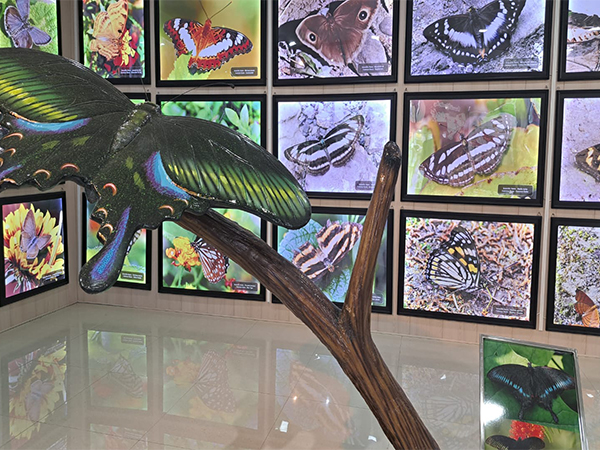 Uttarakhand’s first-ever butterfly gallery at the Nature Education Centre (Photo/Research Wing Forest Department)