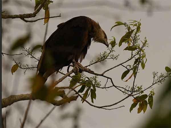 Pallas's fish eagle (Photo/ special arrangement) 