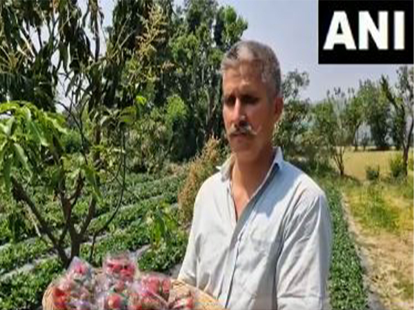 Ex- serviceman Jatinder Singh turns to strawberry cultivation in Reasi (Photo/ANI) 