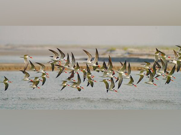 Beautiful Indian Skimmers sweeping across Haiderpur Wetland