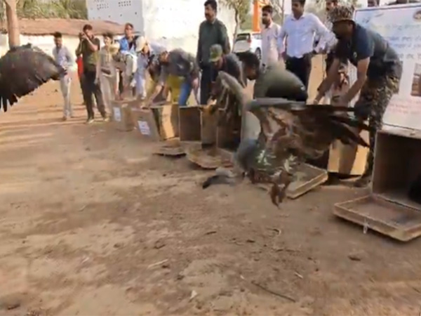 Vultures being released into natural habitat (Photo/ X @DrMohanYadav51)