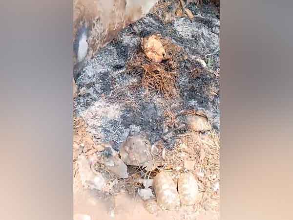 Dead tortoises in AP's Srikakulam (Photo/ANI)