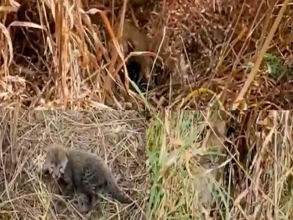 Newborn cub in Kuno National Park (Photo/X@DrMohanYadav51)