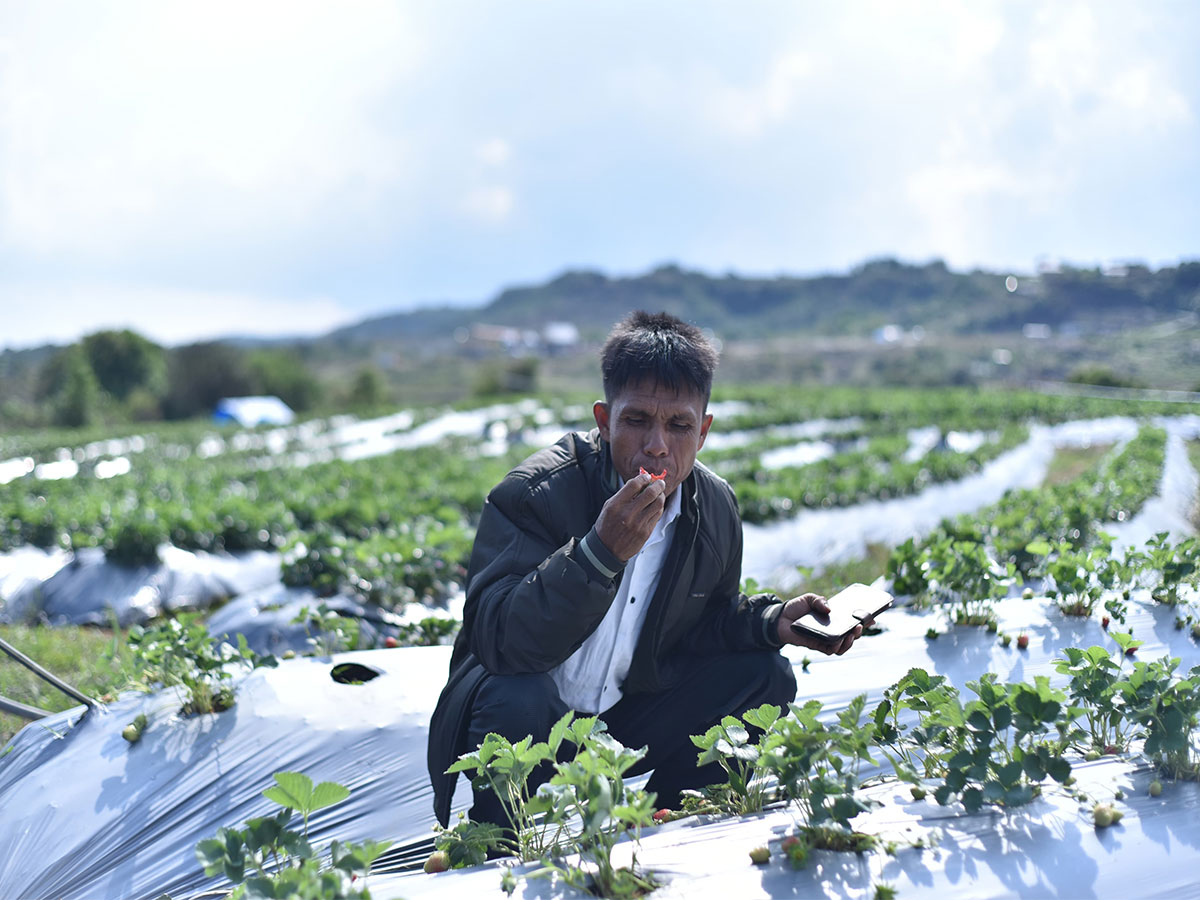 Meghalaya government launches Strawberry Festival (Photo/ANI)
