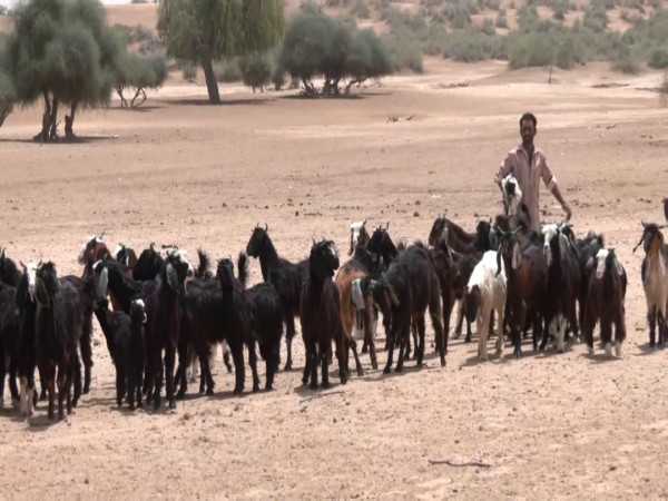 The shepherd in Rajasthan (Photo/ANI)