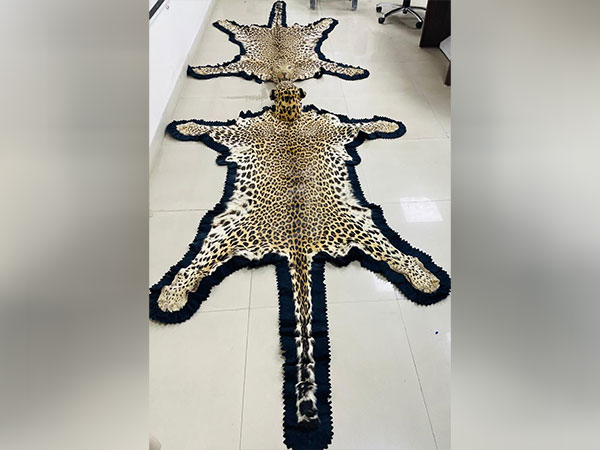 Leopard skin trafficking seized (Photo/PIB)