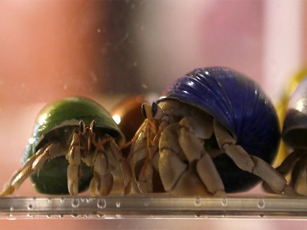 Hermit Crabs (File Photo/Reuters)