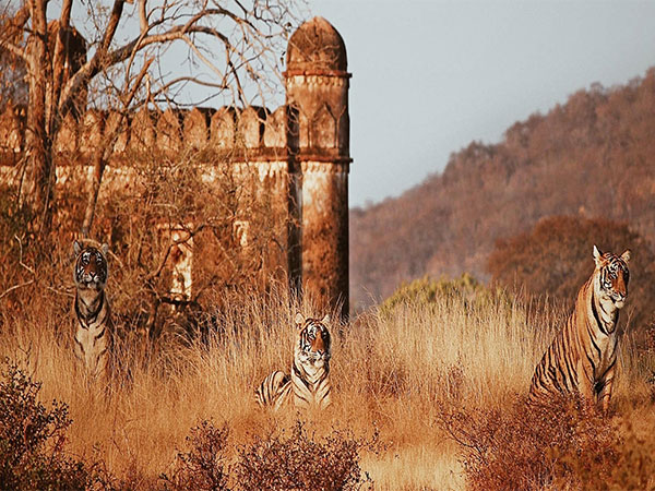 Ranthambore National Park (File Photo/Rajasthan Tourism)