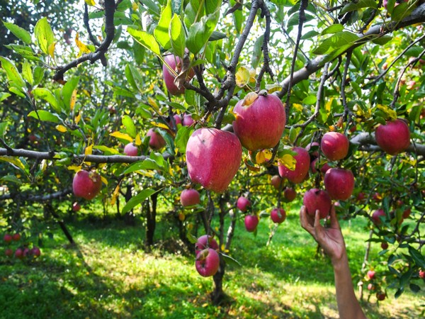 Visual of an apple orchard. (Photo/ANI)