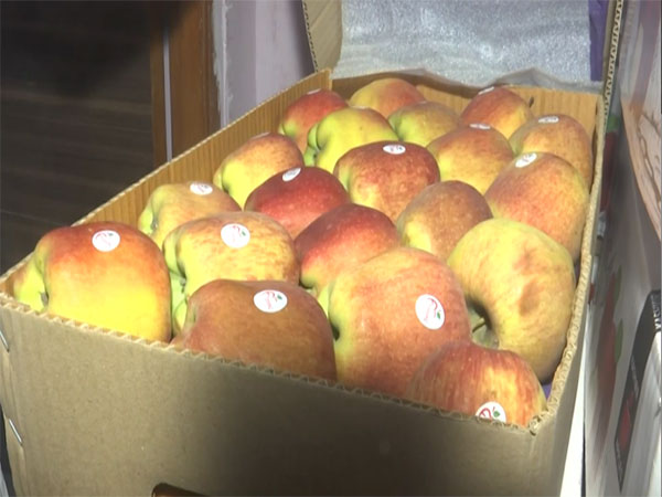 Apples now being sourced from Kashmir  (Photo/ANI)