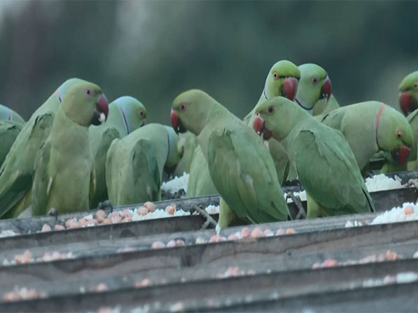 Couple feeds birds daily (File Photo/ANI)