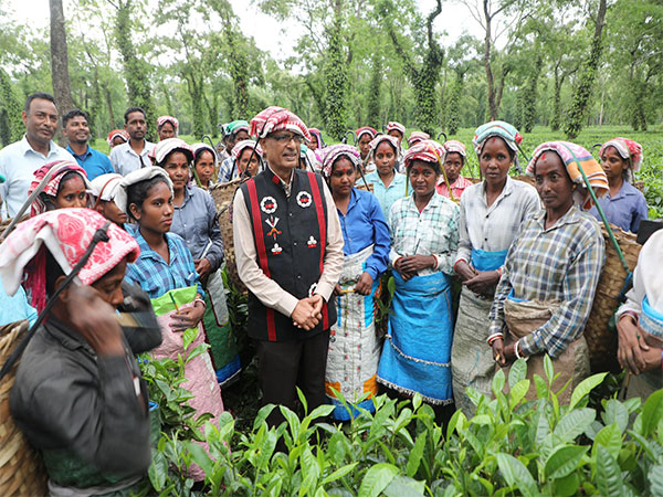 Union Minister Shivraj Singh Chouhan visits Hatikhulli tea estate (Photo/X @ChouhanShivraj