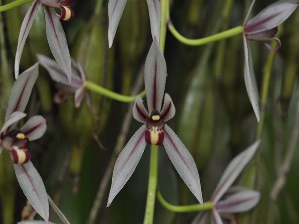 A photo of the orchid (Photo/ANI) 