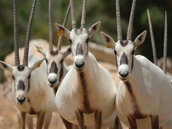 Al Ain Zoo celebrates Endangered Species Day by showcasing 57 Years of conservation success (Photo/WAM)