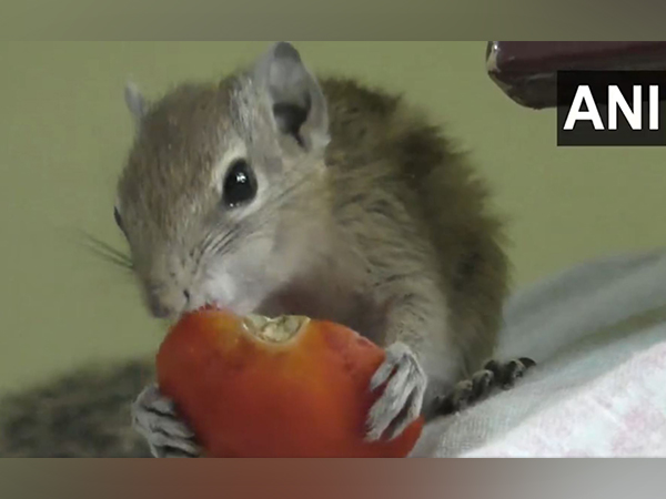 Pet Squirrel eats Tomato (Photo/ANI)