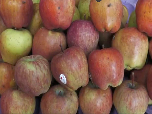 Apples at a market in Prayagraj (Photo credit/ANI)
