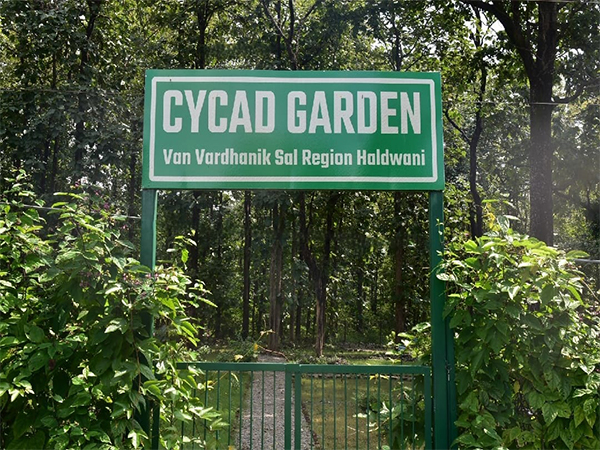 Uttarakhand Forest Department establishes state's first Cycad Garden at Haldwani (Photo/ANI) Uttarakhand Forest Department establishes state's first Cycad Garden at Haldwani (Photo/ANI)