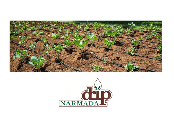 Narmada Macplast Reports ₹539.17 Lakhs Profit for FY25; Declares ₹0.10 Interim Dividend – A Year of Strong Financial Performance & Stakeholder Value Creation!