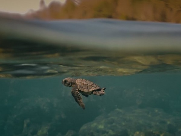 A snip from 'Turtle Walker' (Photo/instagram/@turtlewalkerfilm) A snip from 'Turtle Walker' (Photo/instagram/@turtlewalkerfilm)