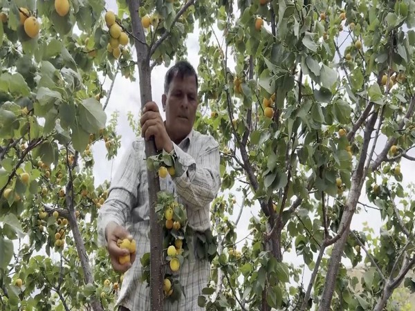 An apricot farmer in the region. (Photo/ANI) An apricot farmer in the region. (Photo/ANI)
