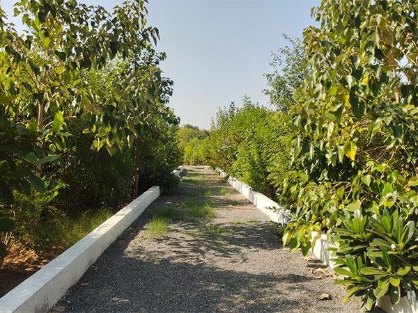 Gujarat CM flourishes state’s green vision under PM Modi’s Van Kavach initiative (Photo/GujaratCMO)