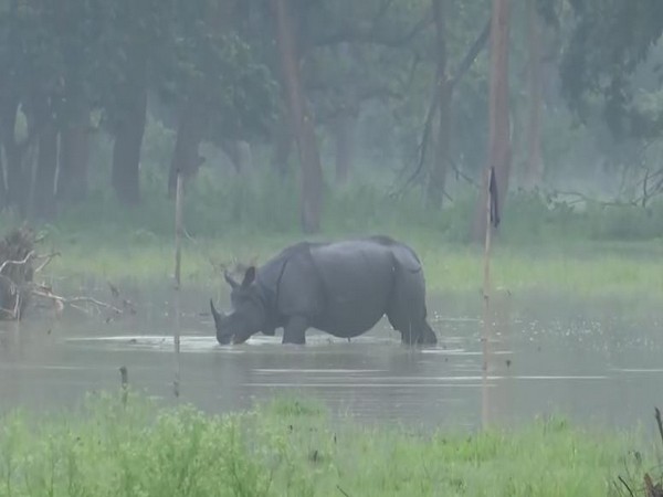 An one-horned Rhino at Assam's Pobitora Wildlife Sanctuary (Photo/ANI)