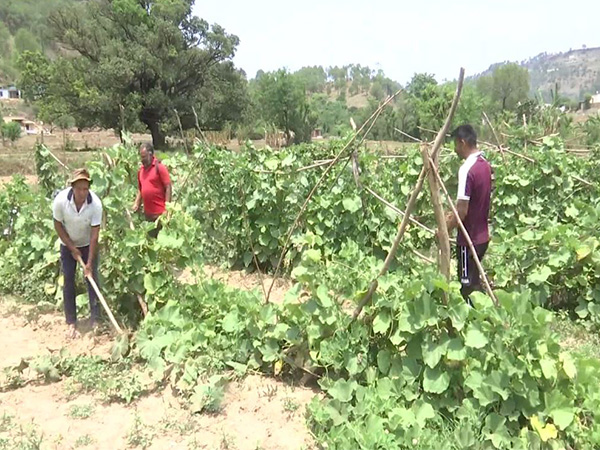 Villagers in border area resume organic farming(Photo/ANI)