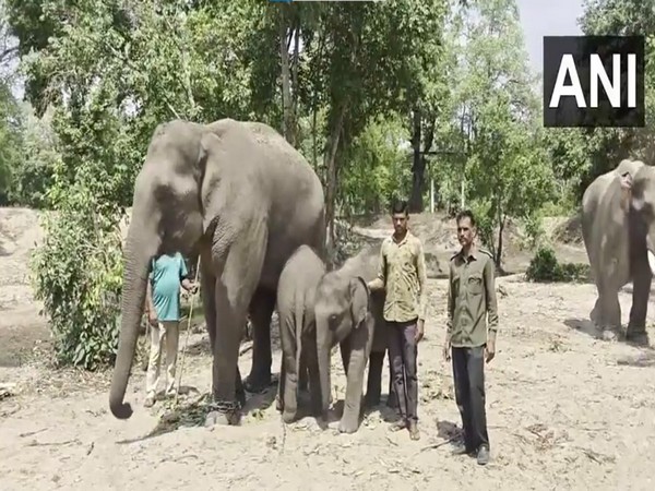 Elephants in Bandhavgarh Tiger Reserve in Madhya Pradesh (Photo/ANI)