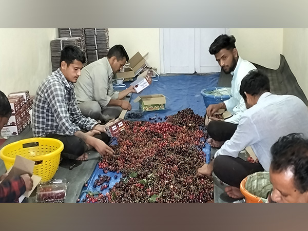 Poor yield triggered by erratic weather leaves cherry farmers in Himachal Pradesh disappointed (Photo/ANI) 