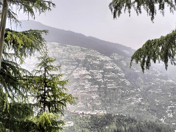 Apple orchards covered in anti-hailnets (Photo/ANI)