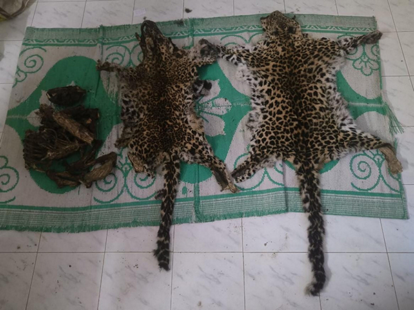 Directorate of Revenue Intelligence seized leapard skin and bones in operation (Photo/PIB)