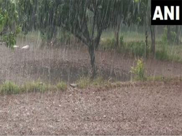 Rainfall in Udhampur’s Chanthal village revives hope for growth of paddy crop in farmers (Photo/ANI) 
