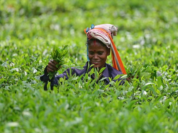 A female plantation worker plucking tender tea leaves (File Photo)