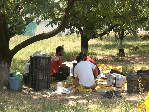 Farmers in Srinagar express joy on better yield of apricot (Photo/ANI) 
