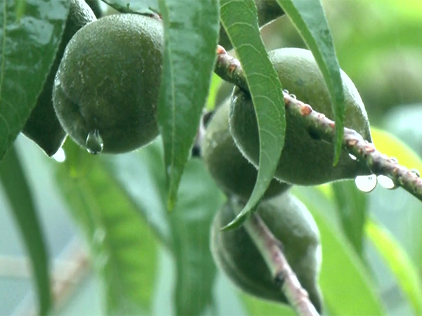 Dailong village merges tradition with ecological wisdom (Photo: ANI) 