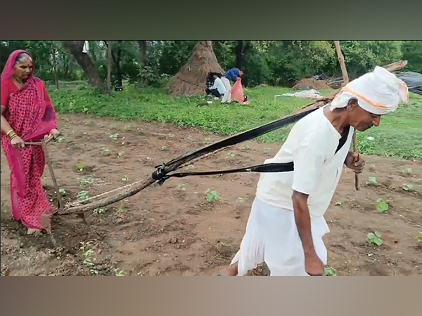 Farmer Ambadas Pawar manually ploughing his fields with his wif , Muktabai Pawar (Photo/ANI) 