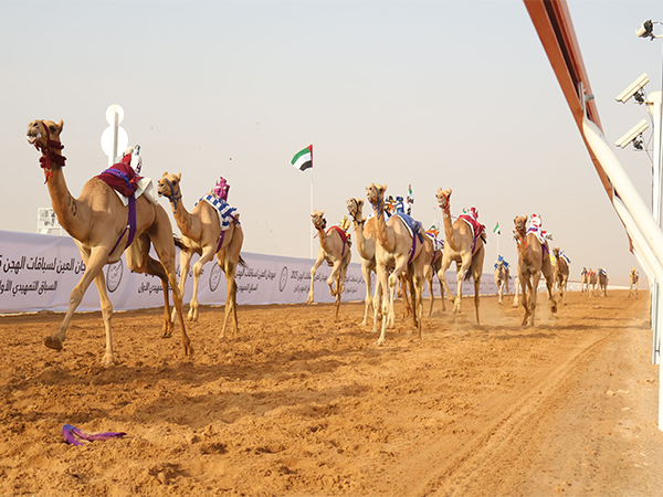 Al Ain camel racing festival kicks off (Photo/WAM)