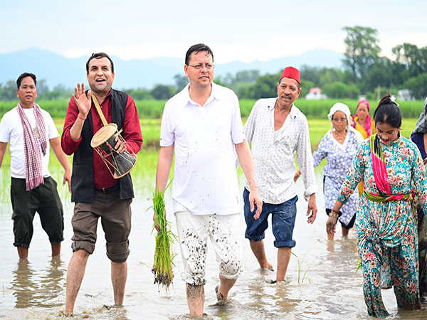 Uttarakhand CM Pushkar Singh Dhami participates in paddy sowing (Photo/X/@pushkardhami)