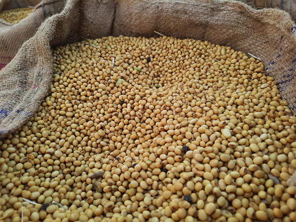 India’s Non-GMO Soy Sector Prepares for EUDR Compliance with Support from SOPA and TRST01